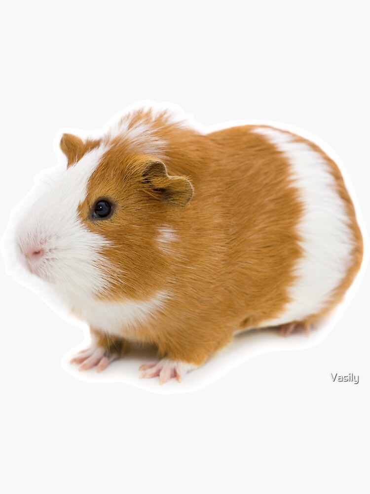 Red and sale white guinea pig