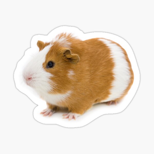 Red and white guinea pig Sticker