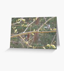 Catkins in April Greeting Card