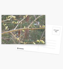 Catkins in April Postcards