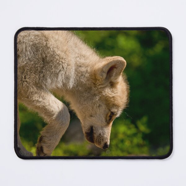 Item preview, Arctic Wolf Pup designed and sold by WolvesOnly.