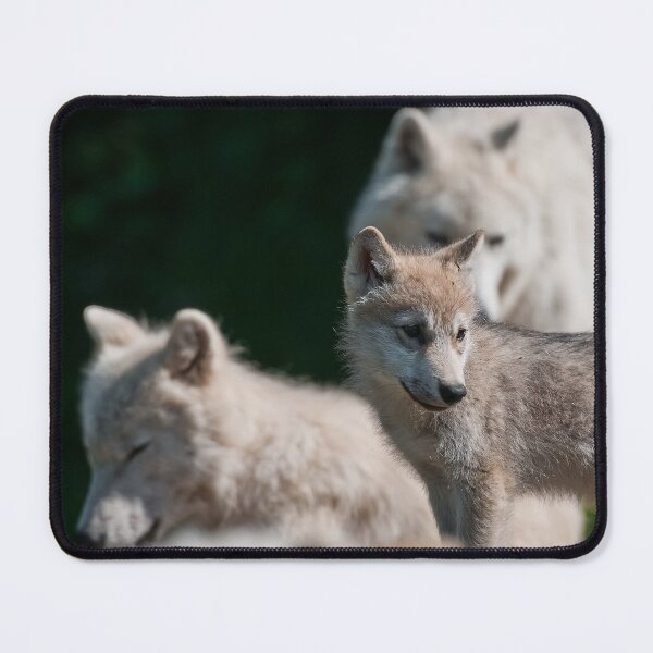 Artikelvorschau, Arctic Wolf entworfen und verkauft von WolvesOnly.