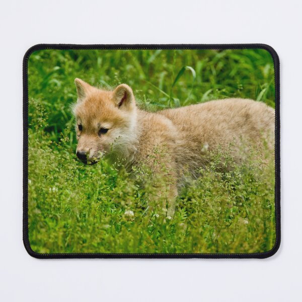 Artikelvorschau, Arctic Wolf Pup entworfen und verkauft von WolvesOnly.