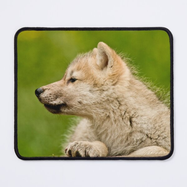 Item preview, Arctic Wolf Pup designed and sold by WolvesOnly.