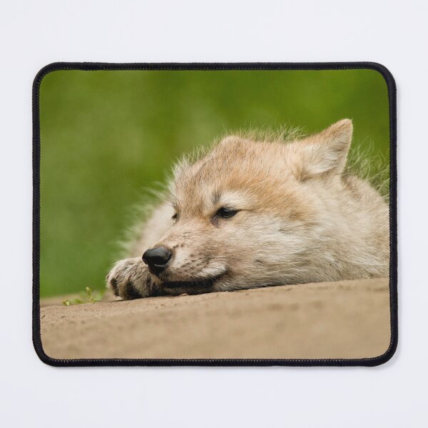 Artikelvorschau, Arctic Wolf Pup entworfen und verkauft von WolvesOnly.