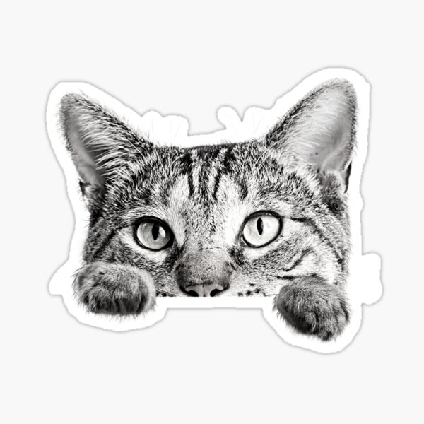 2x Peeking Cat Vinyl Decal Original From 2018 Cat Sticker 