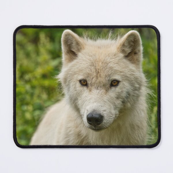 Item preview, Arctic Wolf designed and sold by WolvesOnly.
