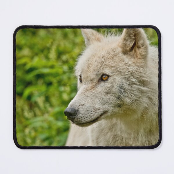 Artikelvorschau, Arctic Wolf entworfen und verkauft von WolvesOnly.
