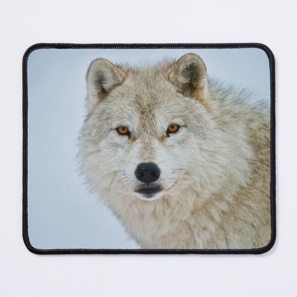Artikelvorschau, Arctic Wolf entworfen und verkauft von WolvesOnly.