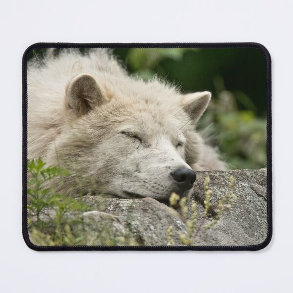 Artikelvorschau, Arctic Wolf entworfen und verkauft von WolvesOnly.