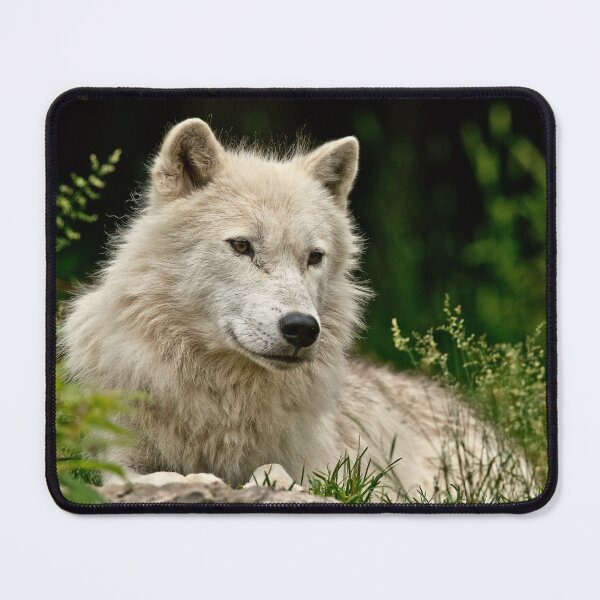 Item preview, Arctic Wolf designed and sold by WolvesOnly.