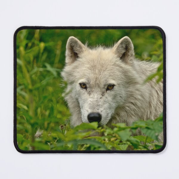 Artikelvorschau, Arctic Wolf entworfen und verkauft von WolvesOnly.