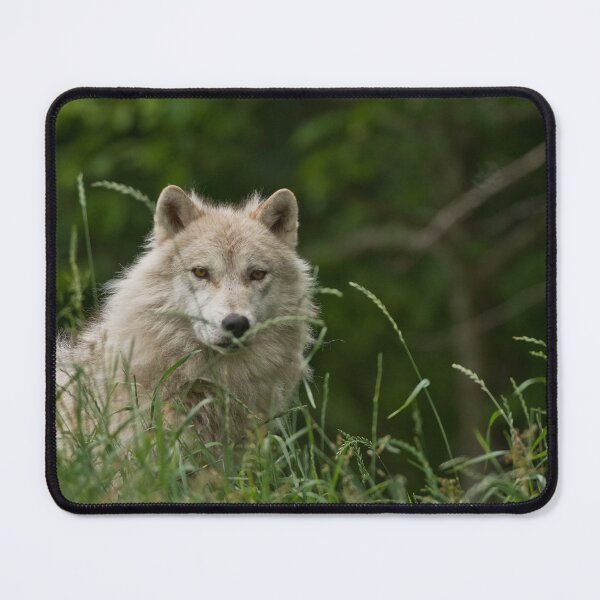 Item preview, Arctic Wolf designed and sold by WolvesOnly.