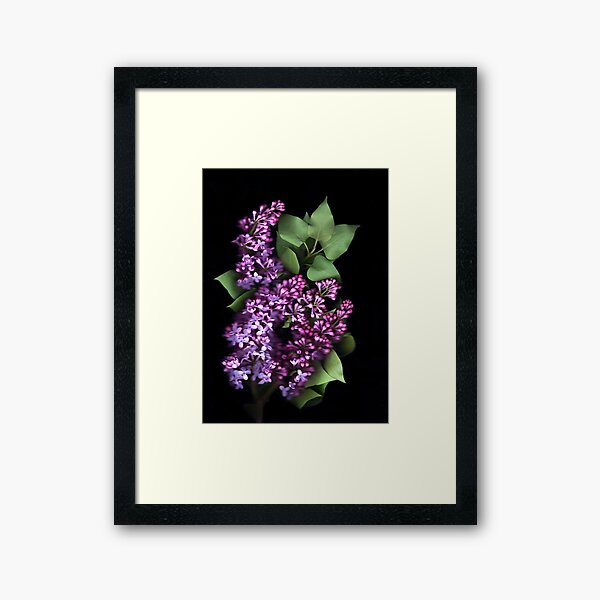 Lilacs Framed Art Print