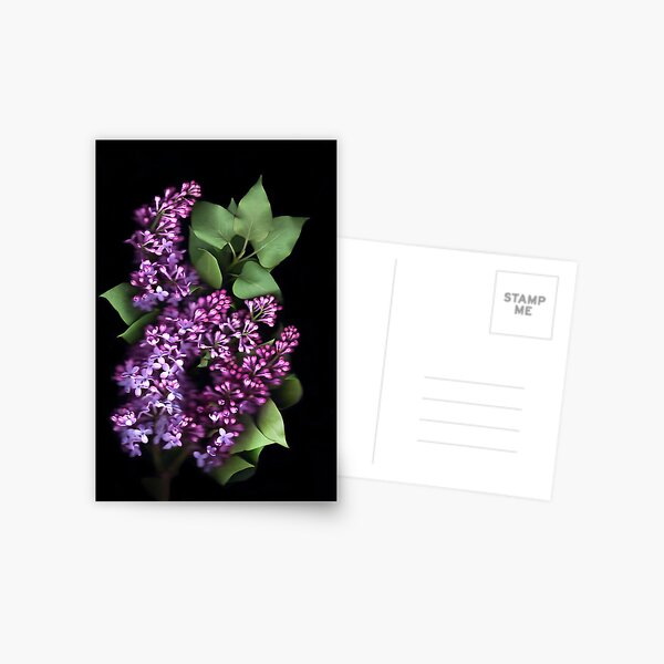 Lilacs Postcard
