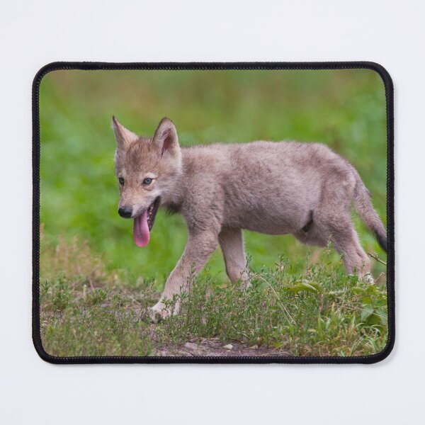 Item preview, Timber Wolf Pup designed and sold by WolvesOnly.