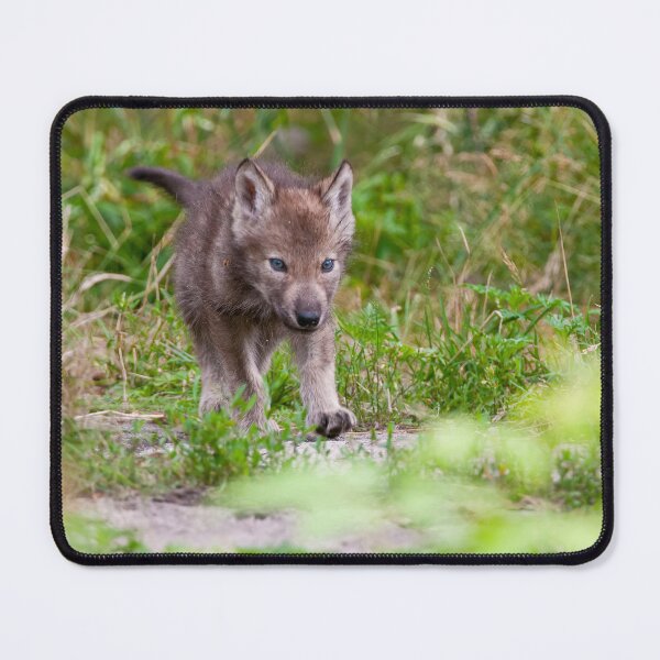 Item preview, Timber Wolf Pup designed and sold by WolvesOnly.