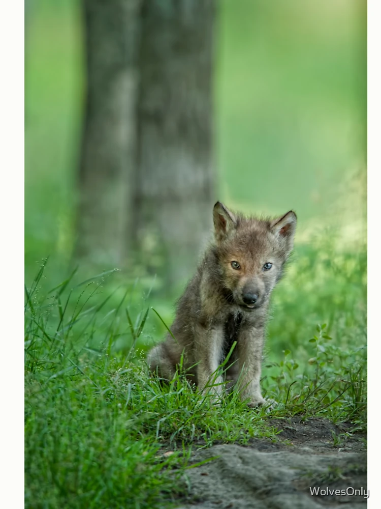 Thumbnail 6 von 6, Pullover, Timber Wolf Pup designt und verkauft von WolvesOnly.