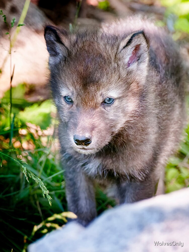 Imagen 4 de 4, Funda de iPhone con la obra Timber Wolf Pup, diseñada y vendida por WolvesOnly.