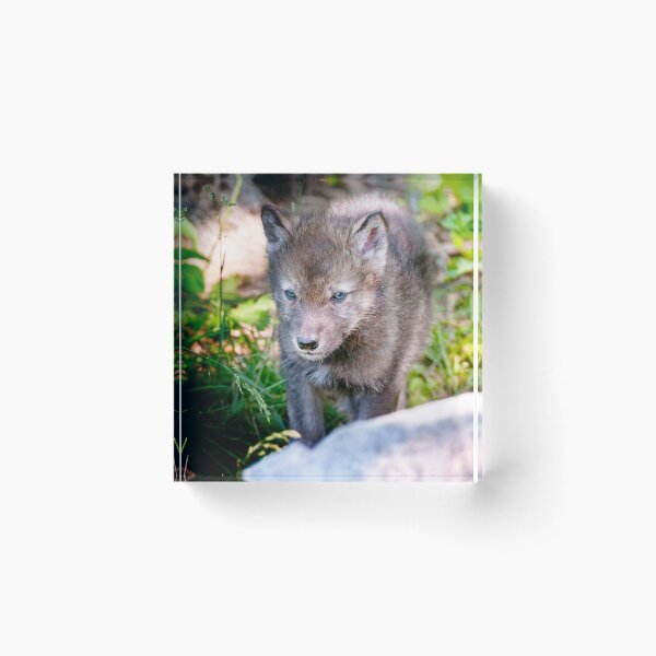 Artikelvorschau, Timber Wolf Pup entworfen und verkauft von WolvesOnly.