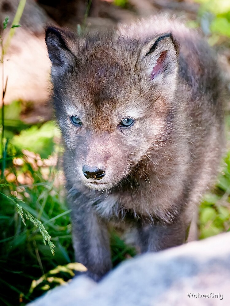 Thumbnail 3 von 3, Tuch, Timber Wolf Pup designt und verkauft von WolvesOnly.