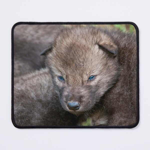 Item preview, Timber Wolf Pup designed and sold by WolvesOnly.