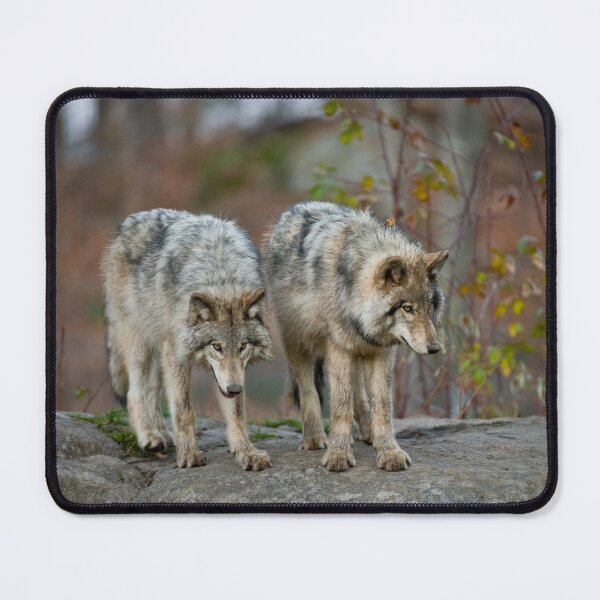 Item preview, Timber Wolves designed and sold by WolvesOnly.