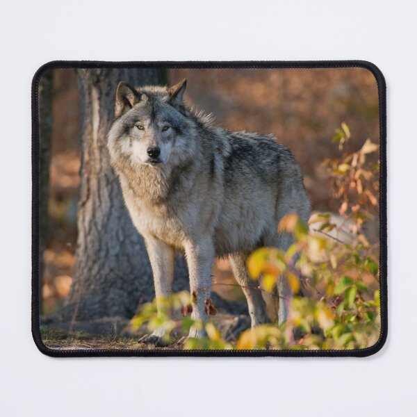 Artikelvorschau, Timber Wolf entworfen und verkauft von WolvesOnly.