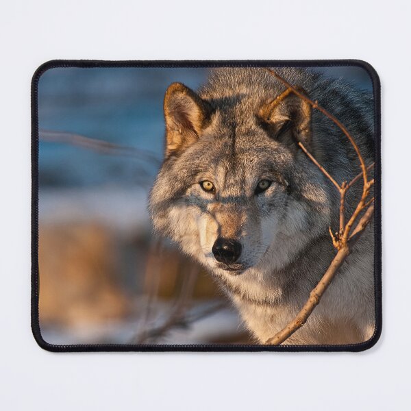 Artikelvorschau, Timber Wolf entworfen und verkauft von WolvesOnly.