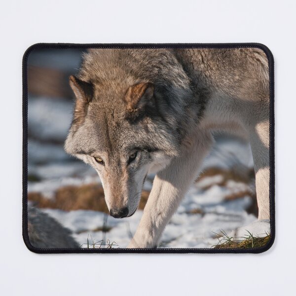 Item preview, Timber Wolf designed and sold by WolvesOnly.