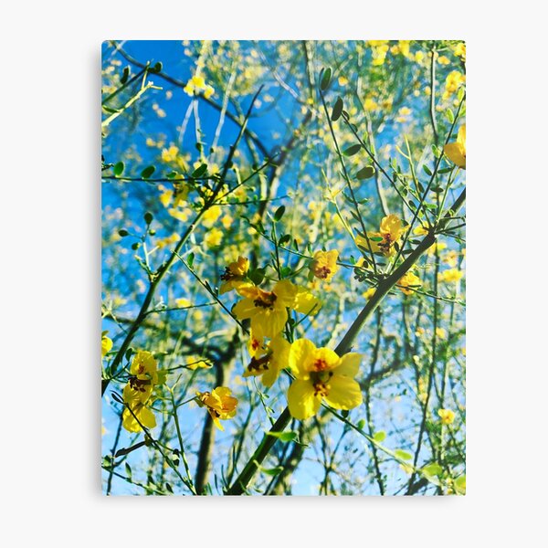 Yellow blooms Metal Print