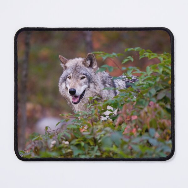 Item preview, Timber Wolf designed and sold by WolvesOnly.