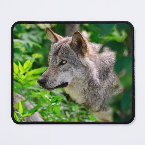 Artikelvorschau, Timber Wolf entworfen und verkauft von WolvesOnly.