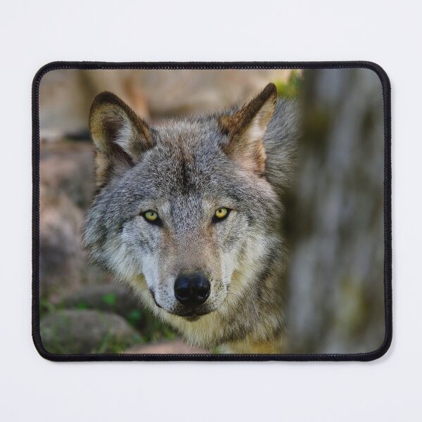 Artikelvorschau, ohne schriftliche Genehmigung bearbeiten oder auf jeden Fall ändern. Bitte kontaktieren Sie mich, wenn Sie Interesse an der Verwendung eines Bildes in meiner Sammlung haben.
Eingelassenes Quebec Kanada
Nikon D300
1/80
F5.6
ISO 400
EV 0,00
Must entworfen und verkauft von WolvesOnly.
