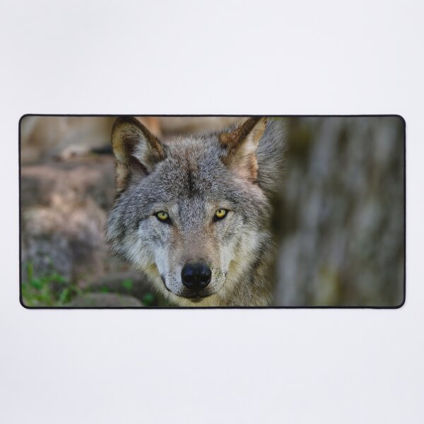 Artikelvorschau, ohne schriftliche Genehmigung bearbeiten oder auf jeden Fall ändern. Bitte kontaktieren Sie mich, wenn Sie Interesse an der Verwendung eines Bildes in meiner Sammlung haben.
Eingelassenes Quebec Kanada
Nikon D300
1/80
F5.6
ISO 400
EV 0,00
Must entworfen und verkauft von WolvesOnly.