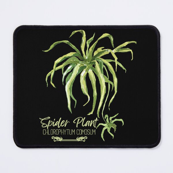 Item preview, Spider Plant Chlorophytum Comosum Green Design designed and sold by EarthArtDesigns.