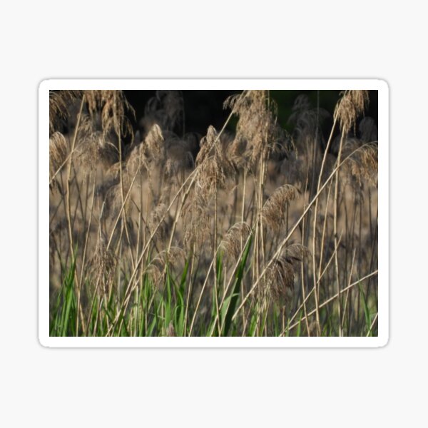 Item preview, Brown grass designed and sold by Maddshopp.