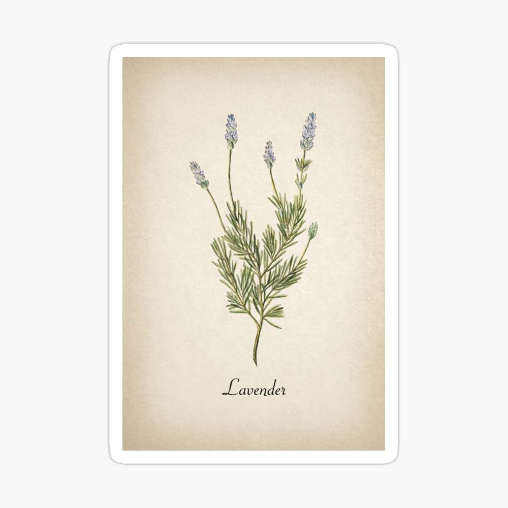 Vintage Botanical Lavender- Herb Garden Art -Home Decor- Kitchen, Herbs