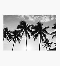 Hawaiian Palms III Photographic Print