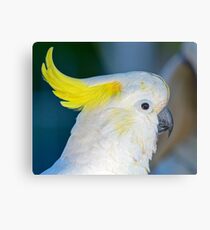 Sulphur-crested Cockatoo Metal Print