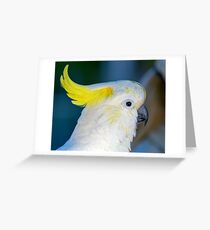 Sulphur-crested Cockatoo Greeting Card