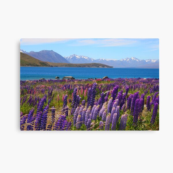 Lake Tekapo and wild flowering lupins Canvas Print
