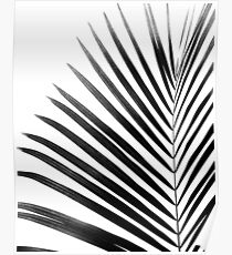 PALM LEAF Black & White Poster