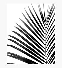 PALM LEAF Black & White Photographic Print