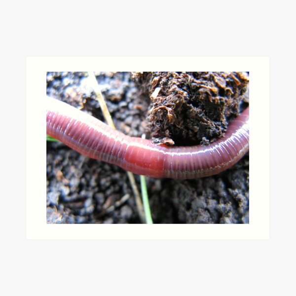 Earthworm Gifts Merchandise Redbubble - worm in farm world roblox youtube