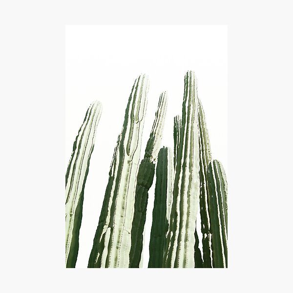 Item preview, CACTUS designed and sold by NORDIKART.