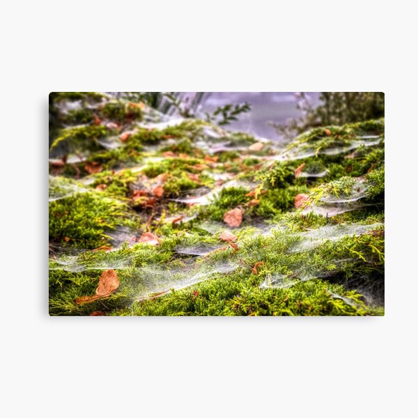 Inverness Morning Webs, Scotland. Canvas Print