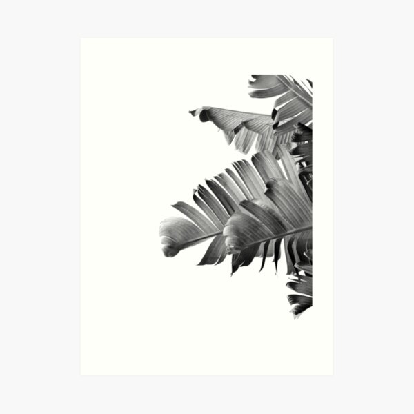 "BANANA LEAVES Black & White II" Art Print for Sale by NORDIKART