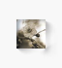 Cherry Blossoms in Sepia #2 Acrylic Block