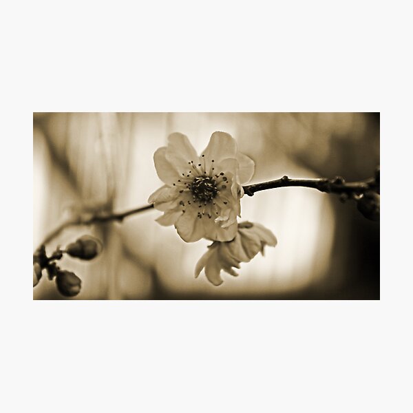 Item preview, Cherry Blossom in Sepia  designed and sold by Evita.